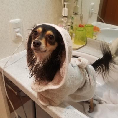 第４２回フォトコンテスト インスタ映えする愛犬 33 犬 愛犬フォトコンテスト イヌトミィ