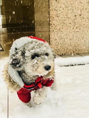 雪降るなかのお散歩