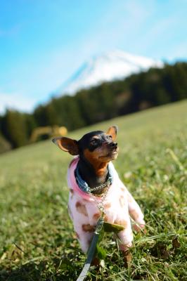 富士山キレイだね！