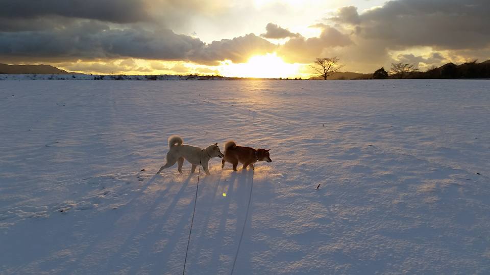 雪景色の夕暮れ散歩