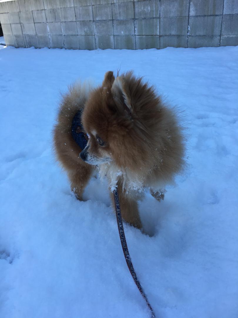 雪の中で何かを見つけ振り向く様子