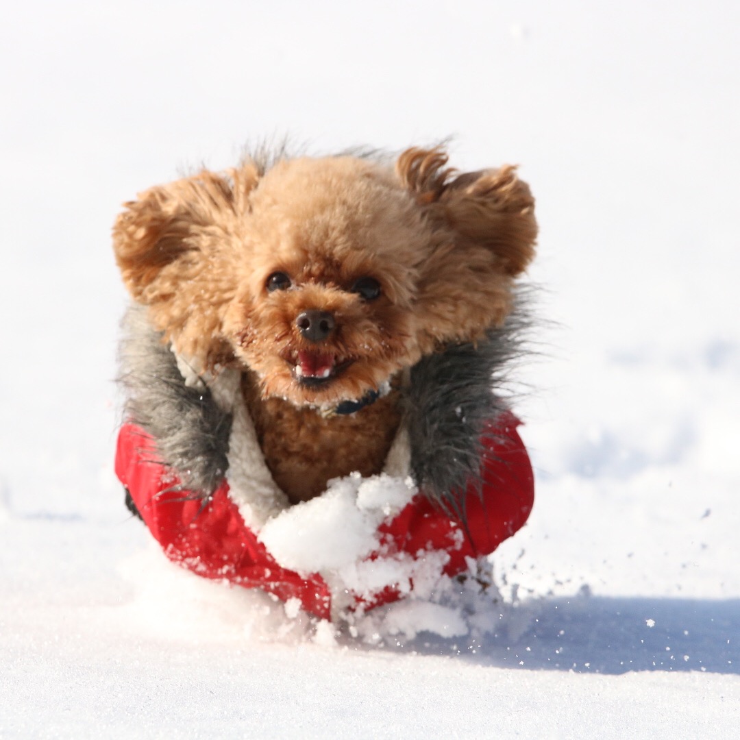 雪ではしゃぐ愛犬