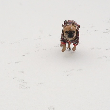 犬は喜び庭駆け回る