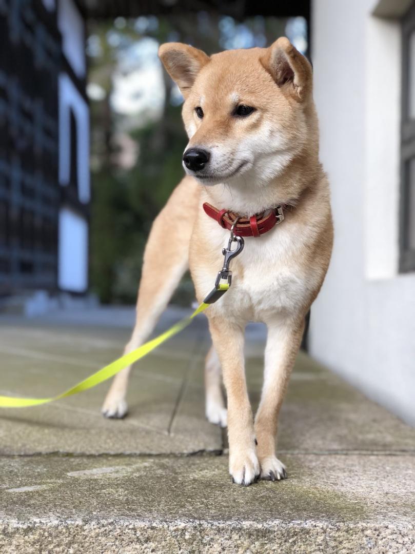 今年は戌年