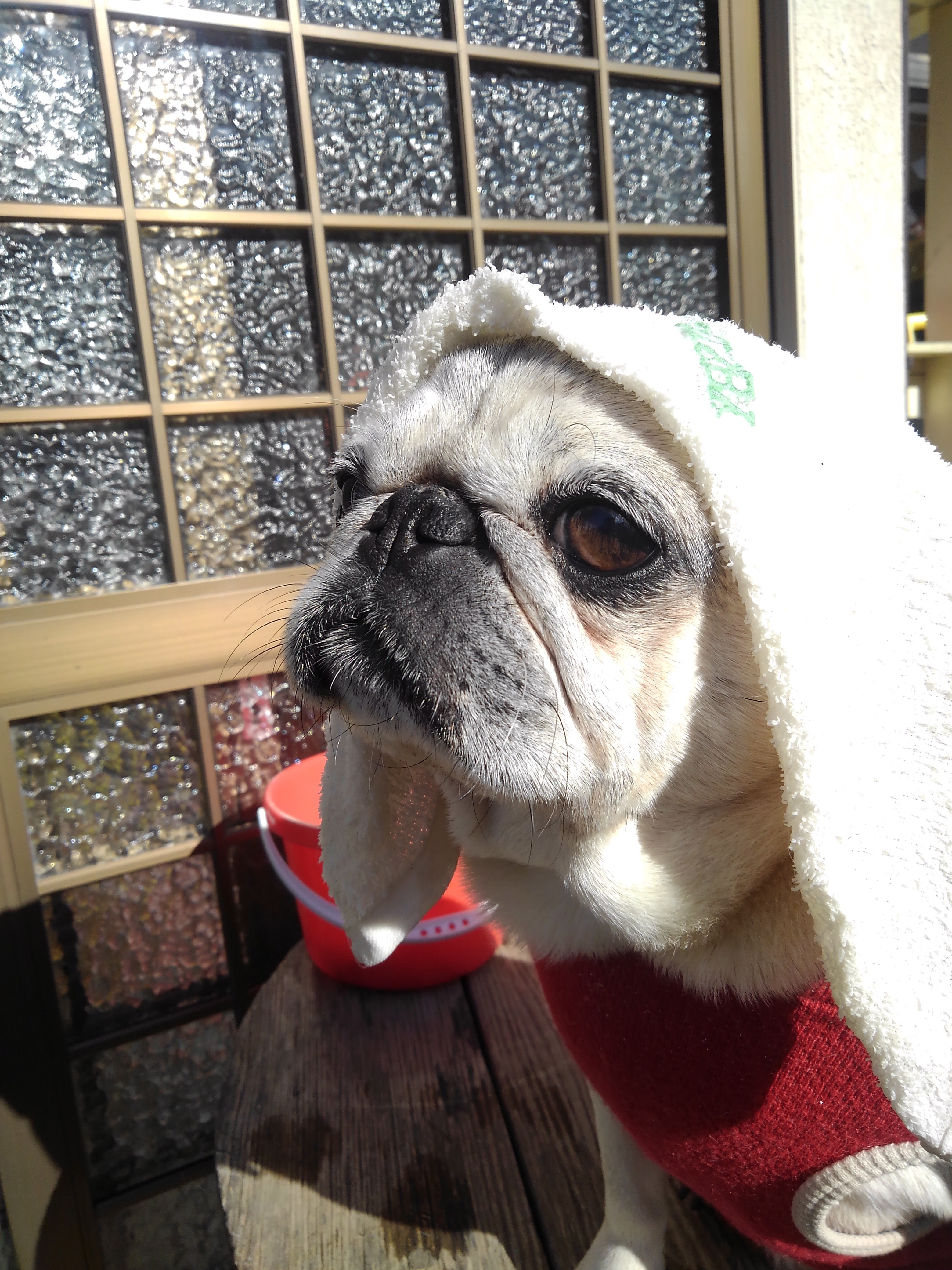 しゃくれこまじぃ こまじぃさんの投稿写真 犬 愛犬フォトコンテスト イヌトミィ