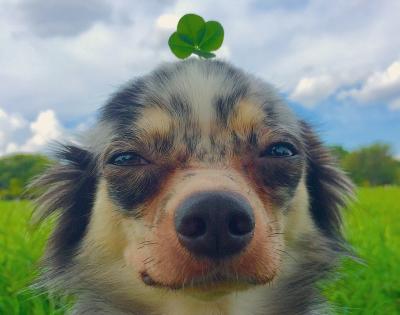 幸せを運ぶ犬