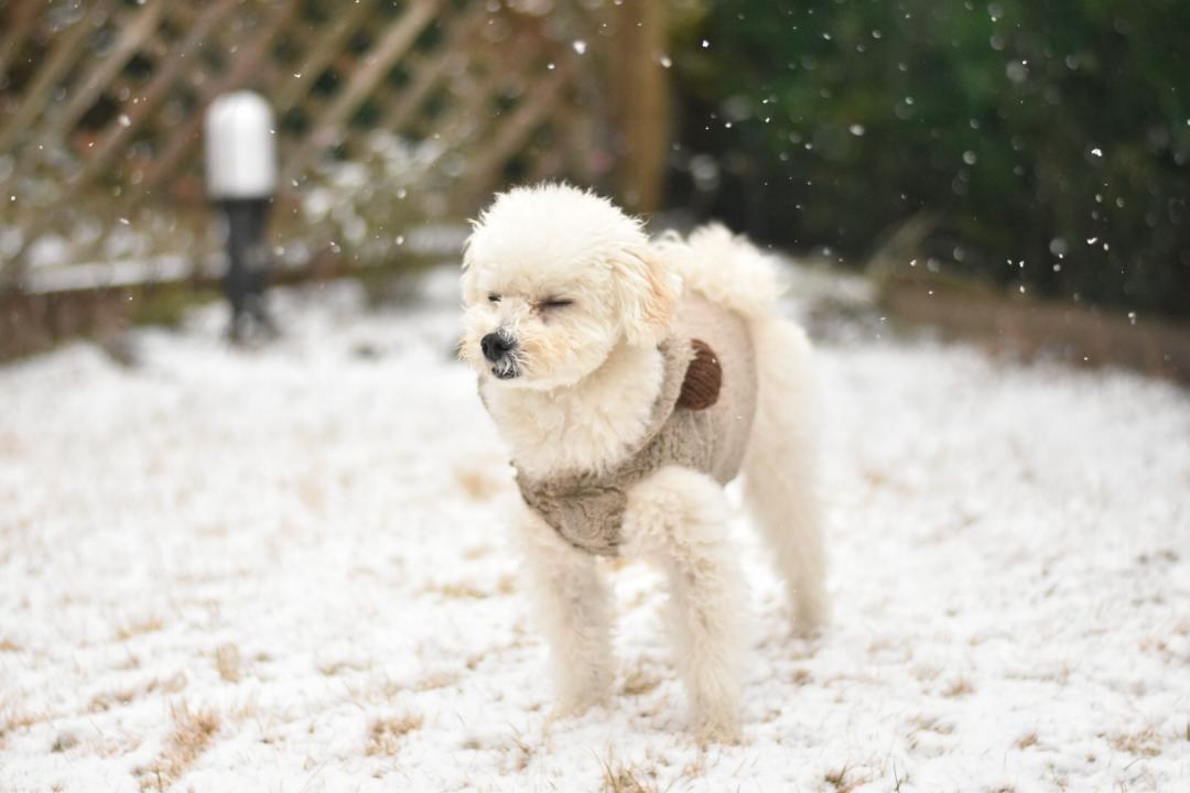 雪を感じるレイス君。