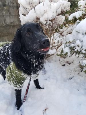 初雪