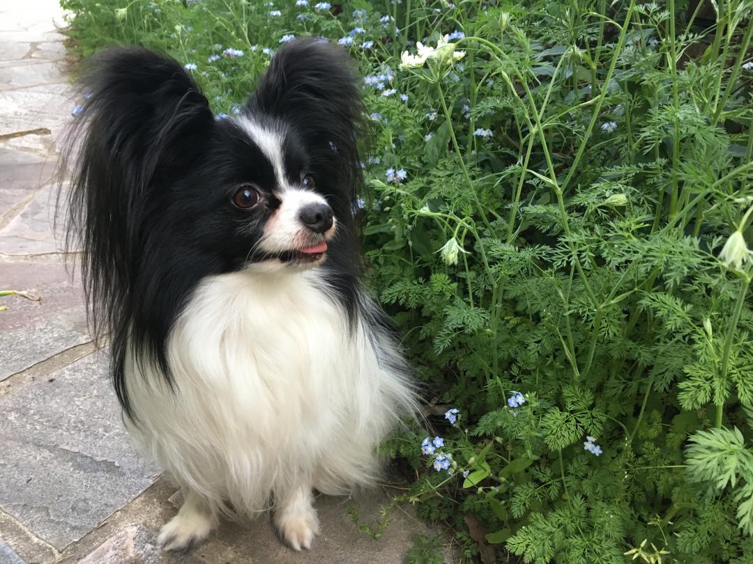 お花って綺麗だなぁ。。。食べられるのかなぁ？