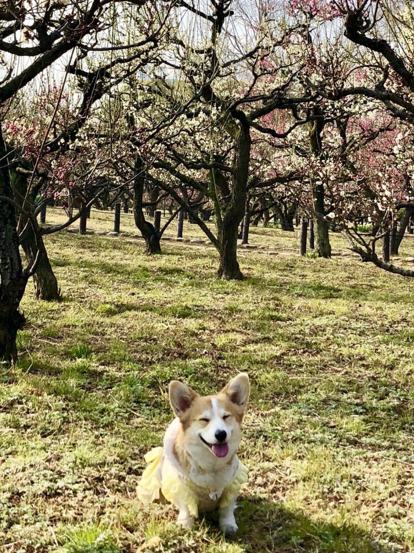 梅香る春スマイル