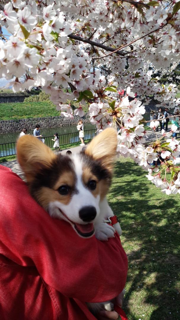 初めての花見