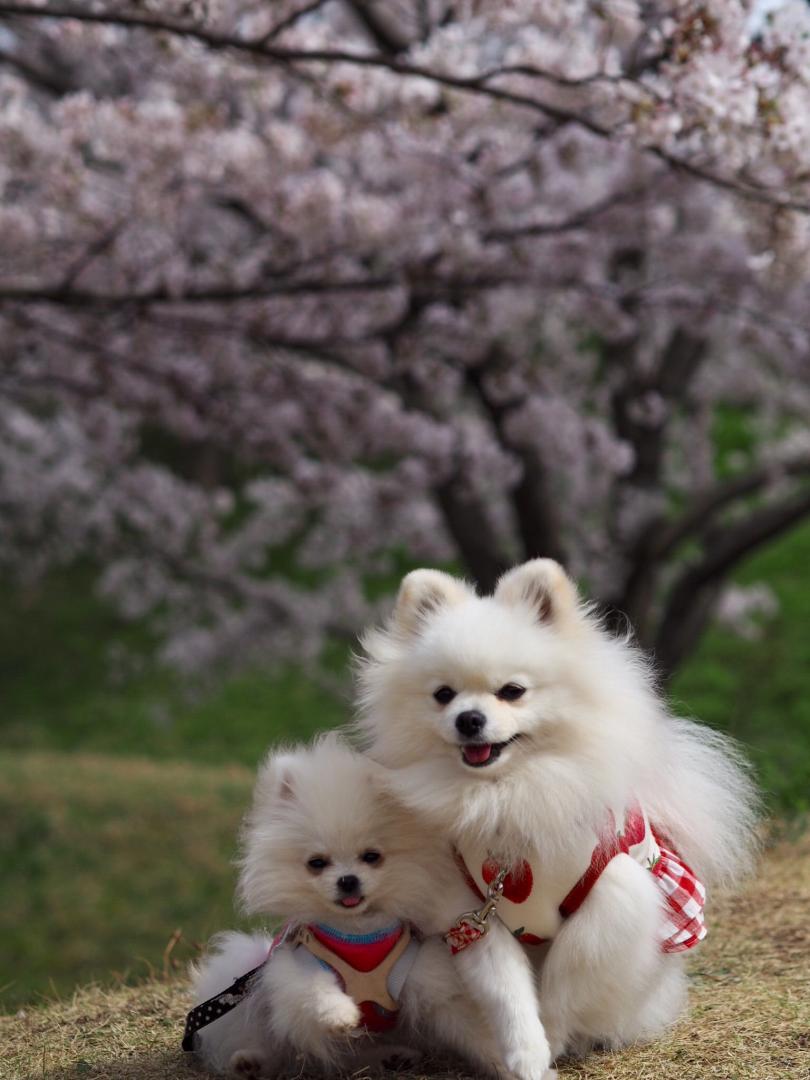 はぁと初めての桜