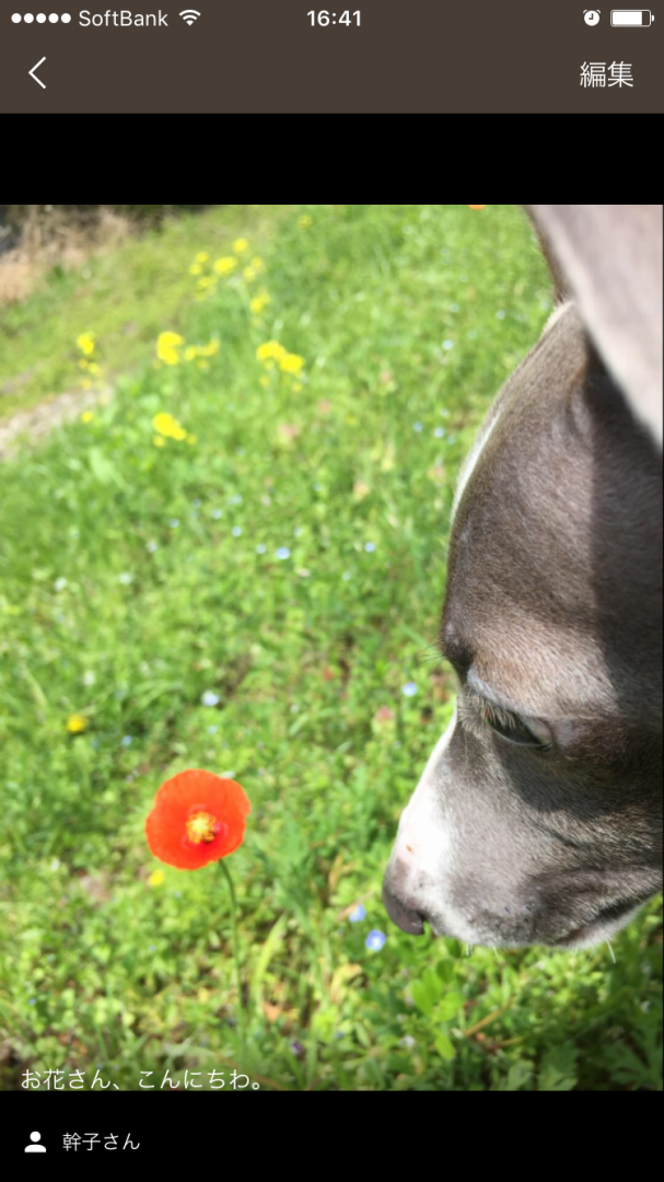 初めましてお花しゃん、僕ルークだよ。