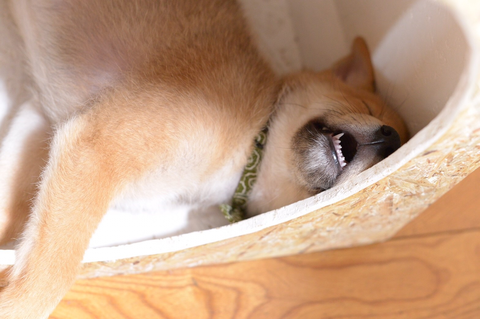 子犬の寝顔のイメージが グリさんの投稿写真 犬 愛犬フォトコンテスト イヌトミィ