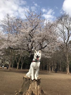 山桜