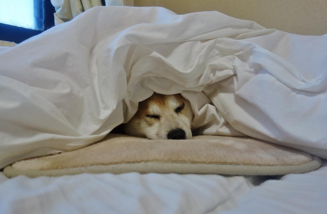 柴 布団かぶる むーママさんの投稿写真 犬 愛犬フォトコンテスト イヌトミィ