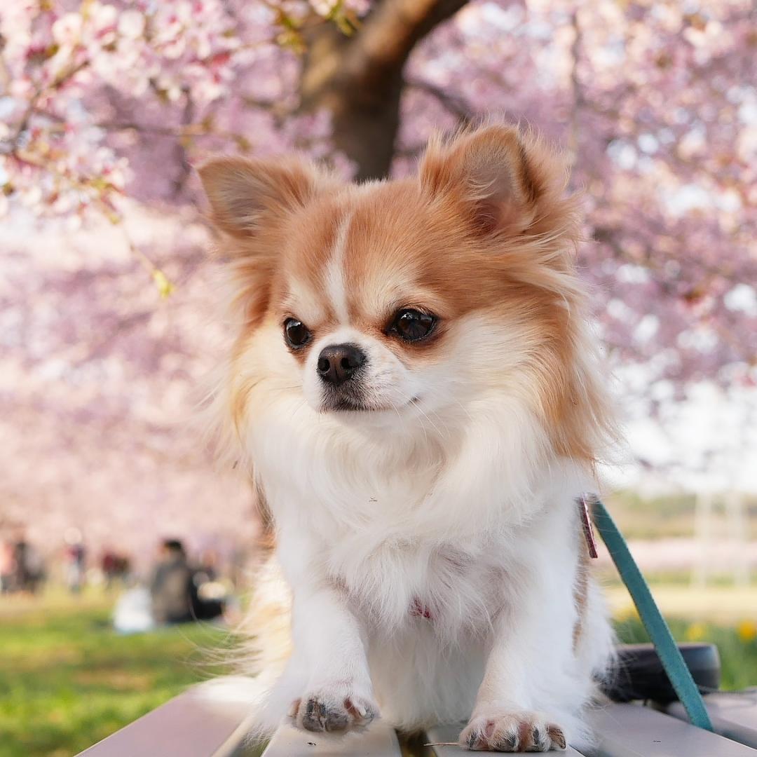 桜と一緒に散歩