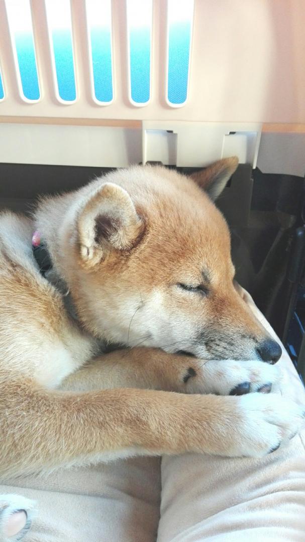 ブーブー大好き マロンさんの投稿写真 犬 愛犬フォトコンテスト イヌトミィ