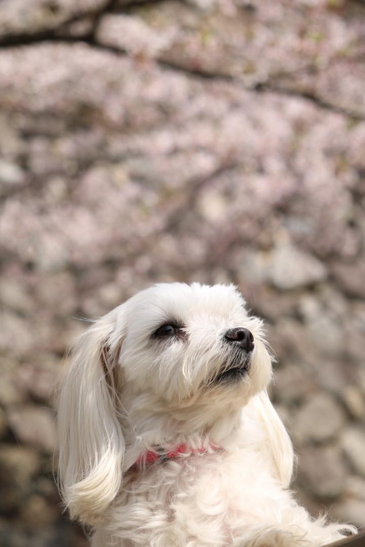 桜綺麗だよ