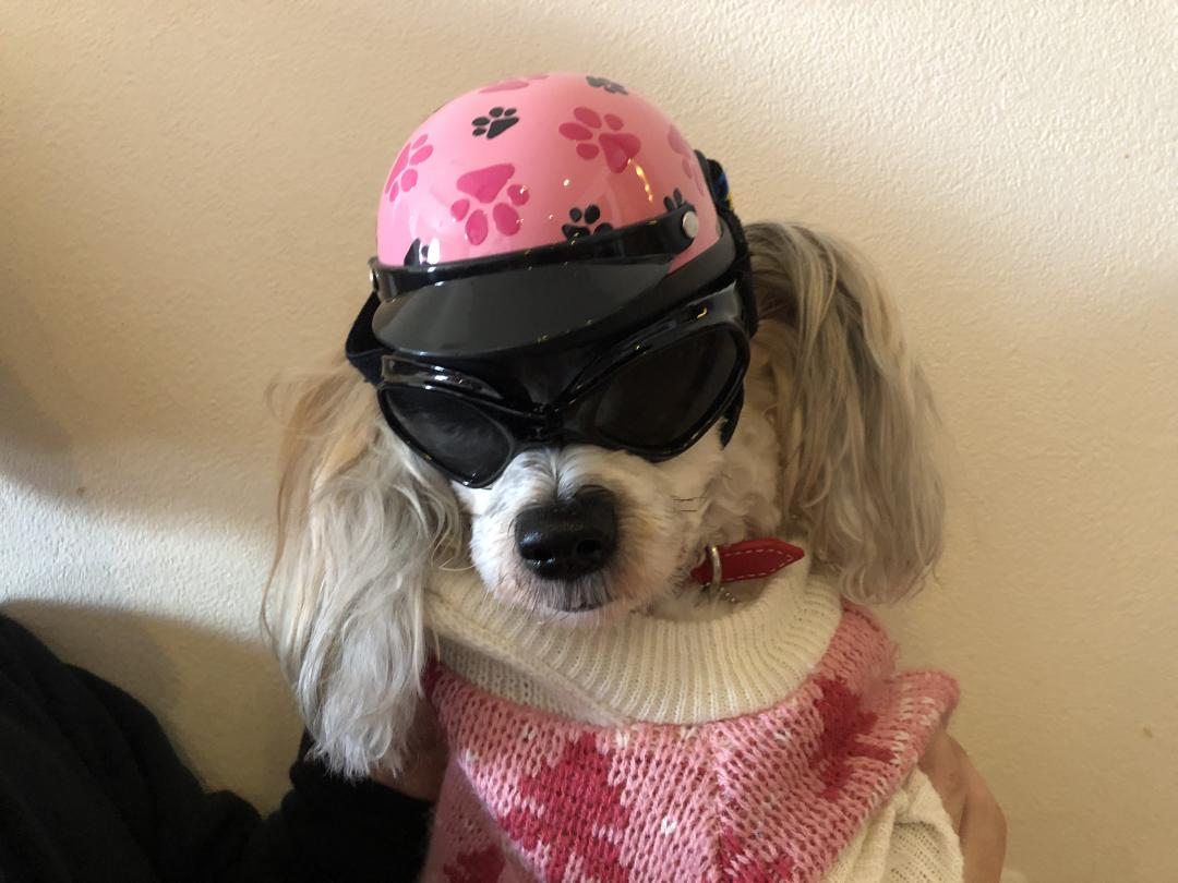 新しいヘルメット イチローさんの投稿写真 犬 愛犬フォトコンテスト イヌトミィ