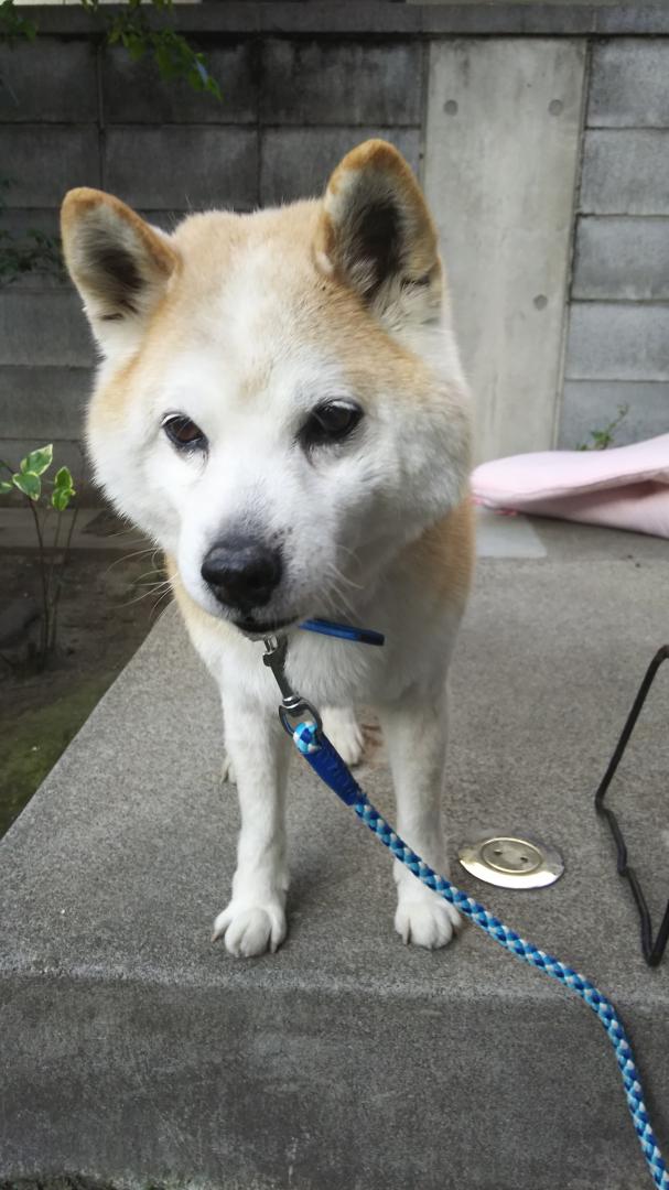 おじいちゃん犬でも元気だよ ひかりさんの投稿写真 犬 愛犬フォトコンテスト イヌトミィ