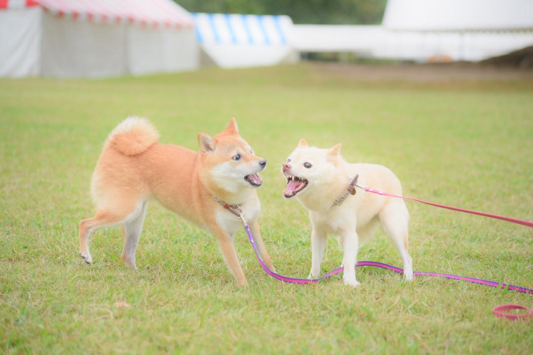 ちょっかい出しすぎでしゅ!