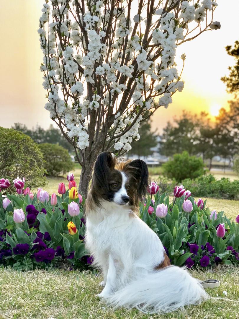 春の夕陽