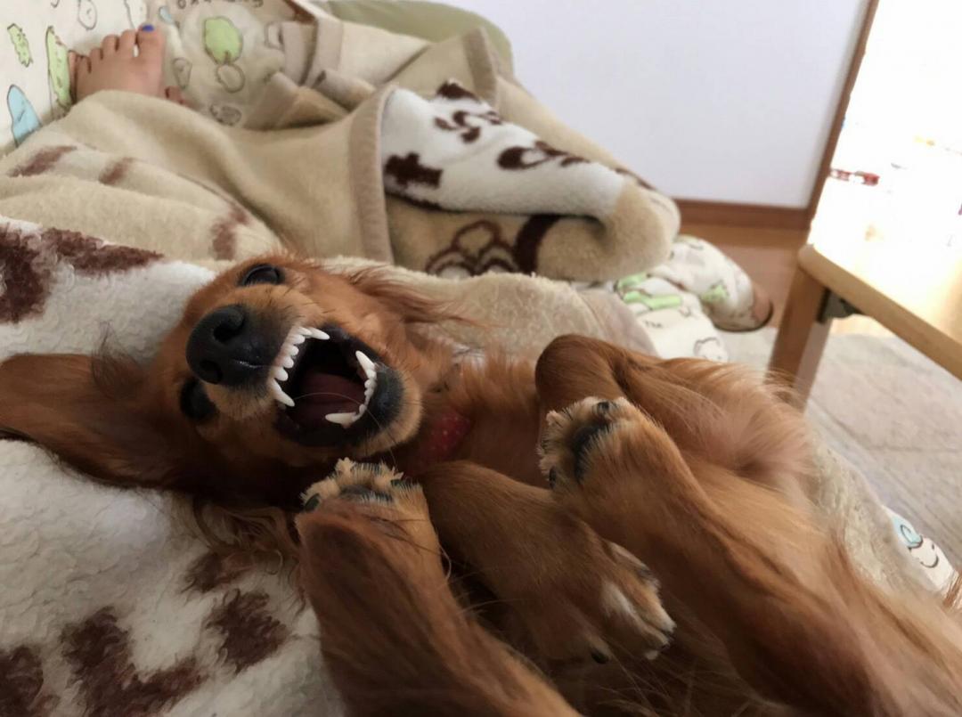 なんでかまってくれないの せなさんの投稿写真 犬 愛犬フォトコンテスト イヌトミィ