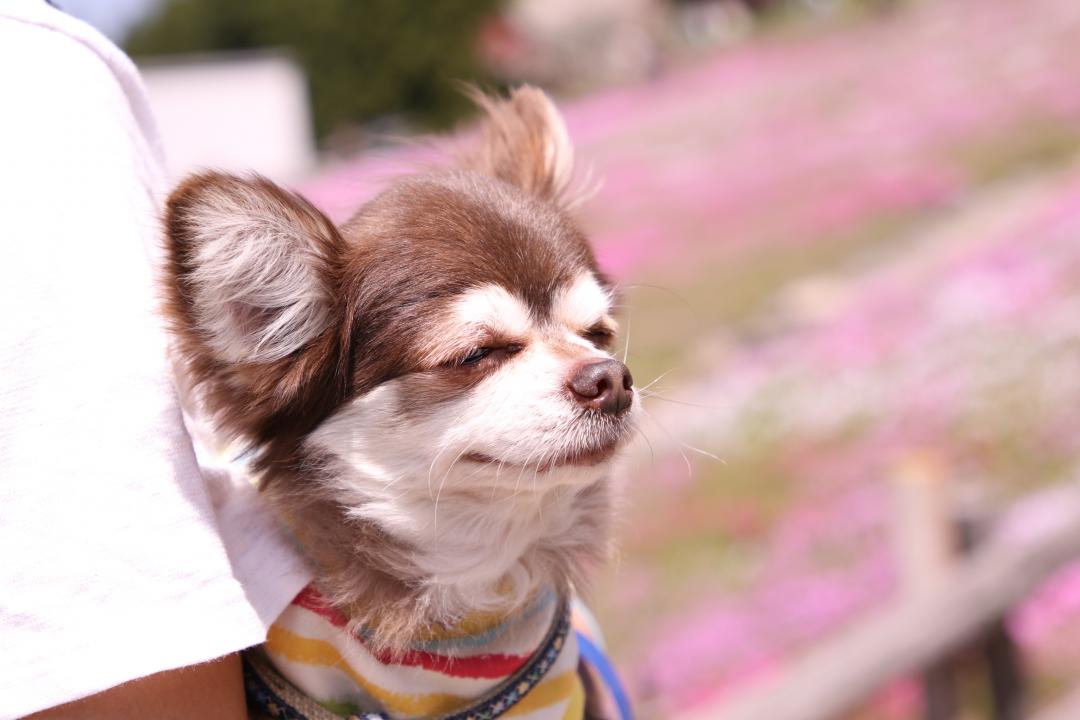 芝桜でうっとり♡