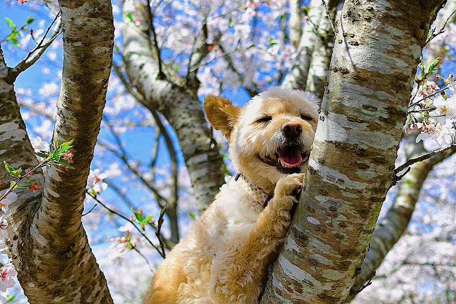 嗚呼、この木肌の温もりが心地良いのです♪