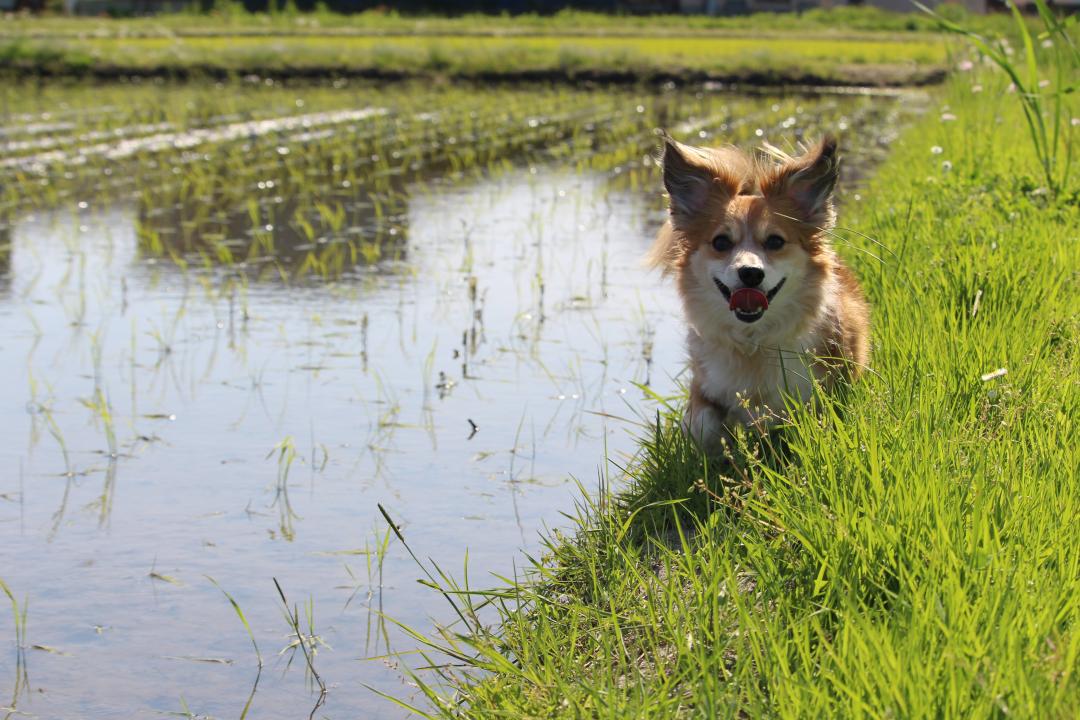 田舎の田植え