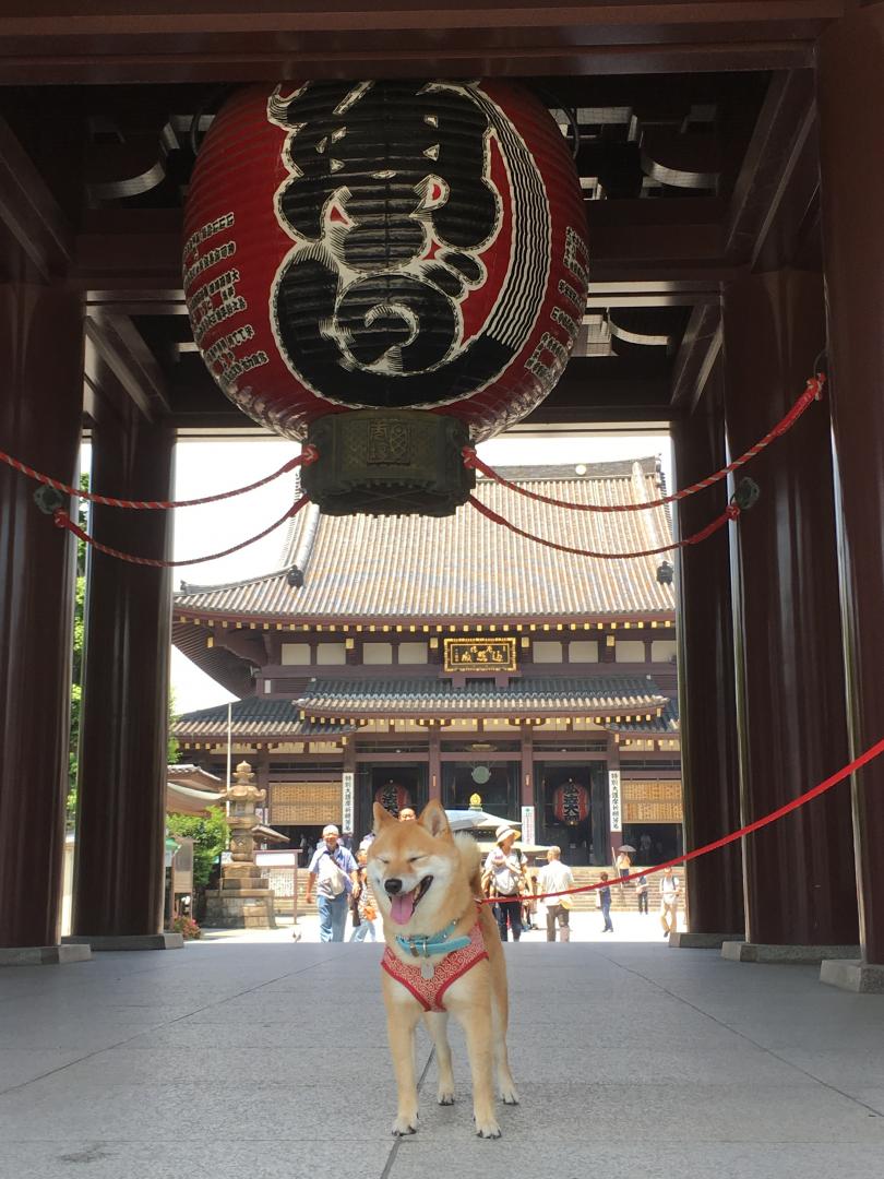 うーん 暑い あずきとちゃみさんの投稿写真 犬 愛犬フォトコンテスト イヌトミィ