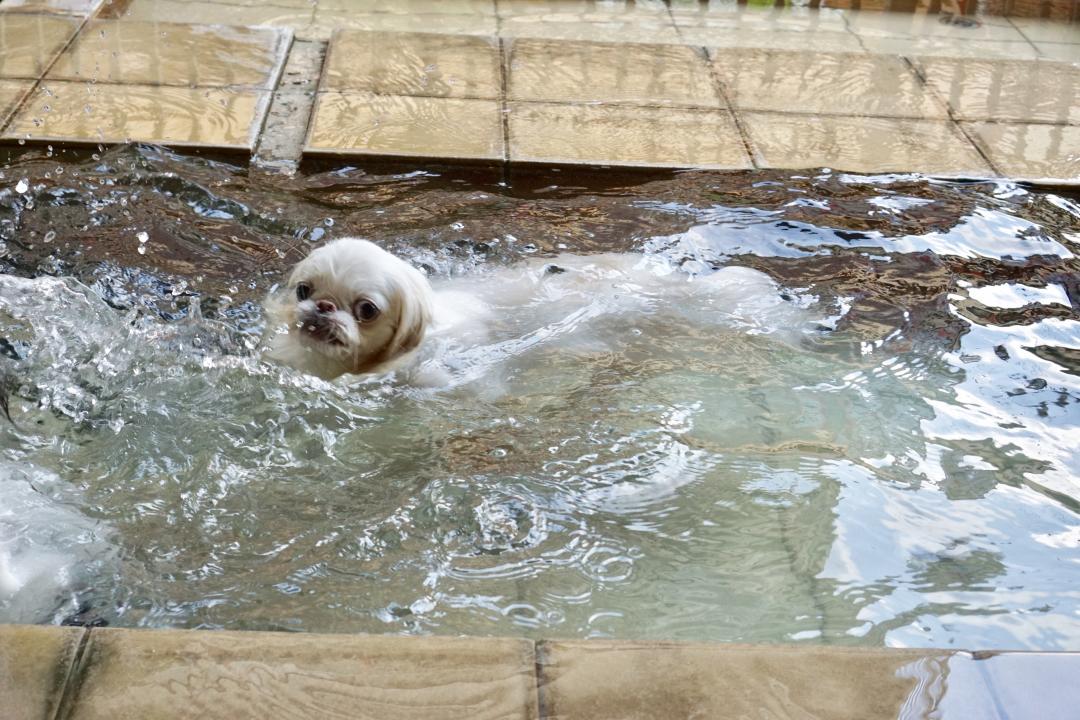 わんこ露天風呂