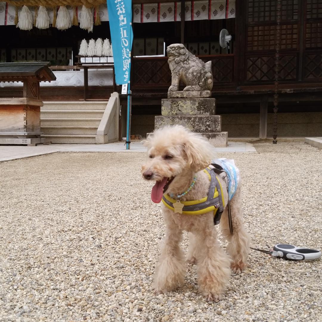 神社へお参り