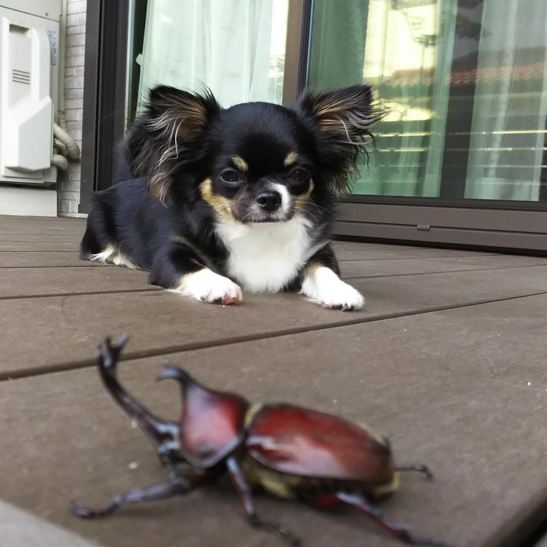 私とカブトムシ はじめての遭遇