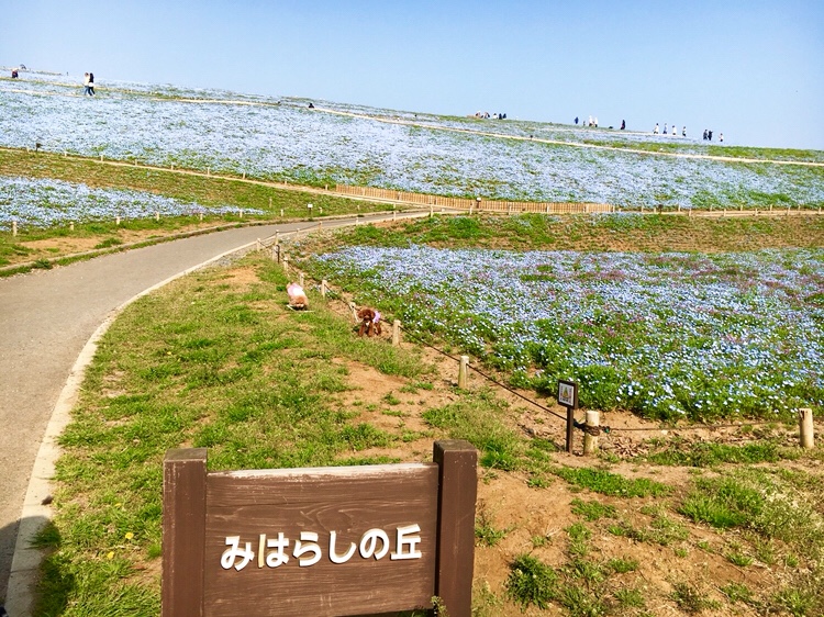 ネモフィラに包まれて