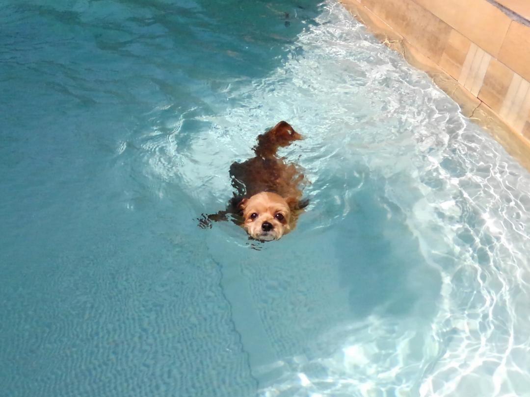 夏のプールは気持ちがイイ。