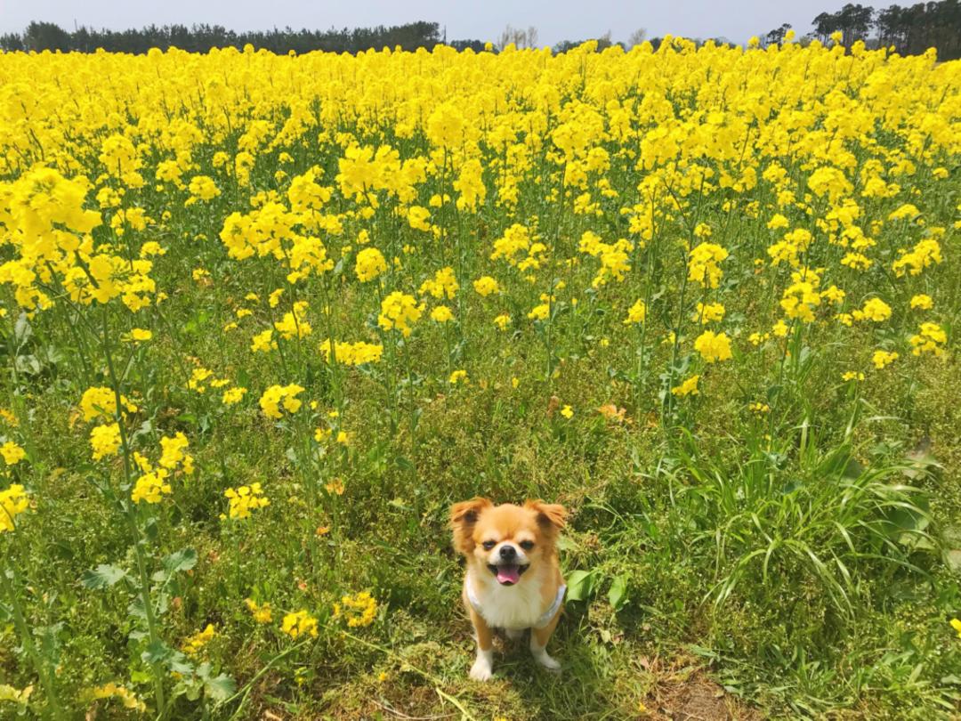 菜の花畑に行ってきたよ