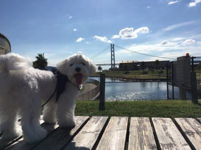 明石大橋！本日晴天！