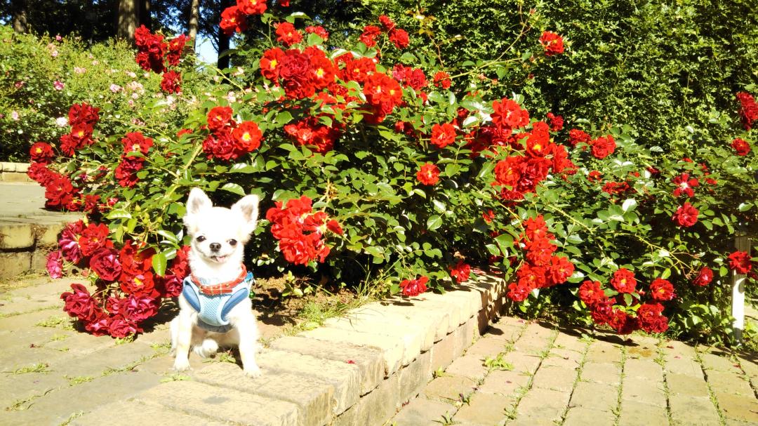 お花と一緒に！