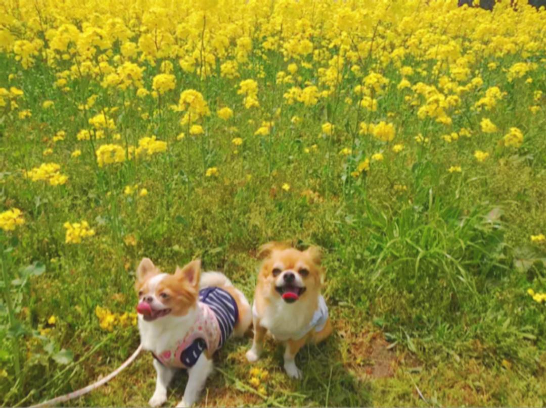 菜の花畑に行ってきたよ