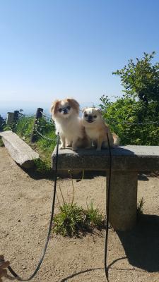 金剛山に登頂したよ