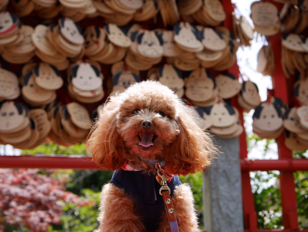 犬の神様にお参り