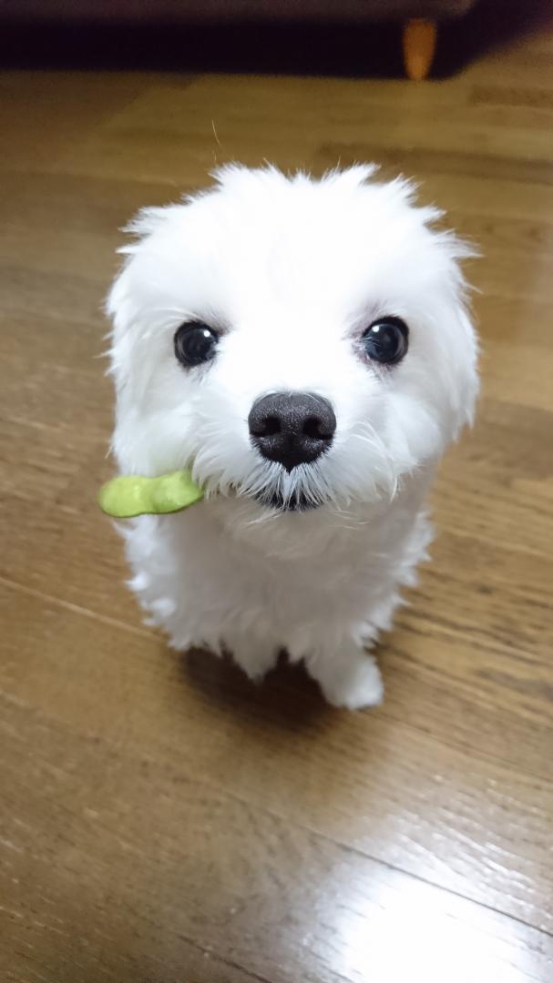 夏は枝豆よね～