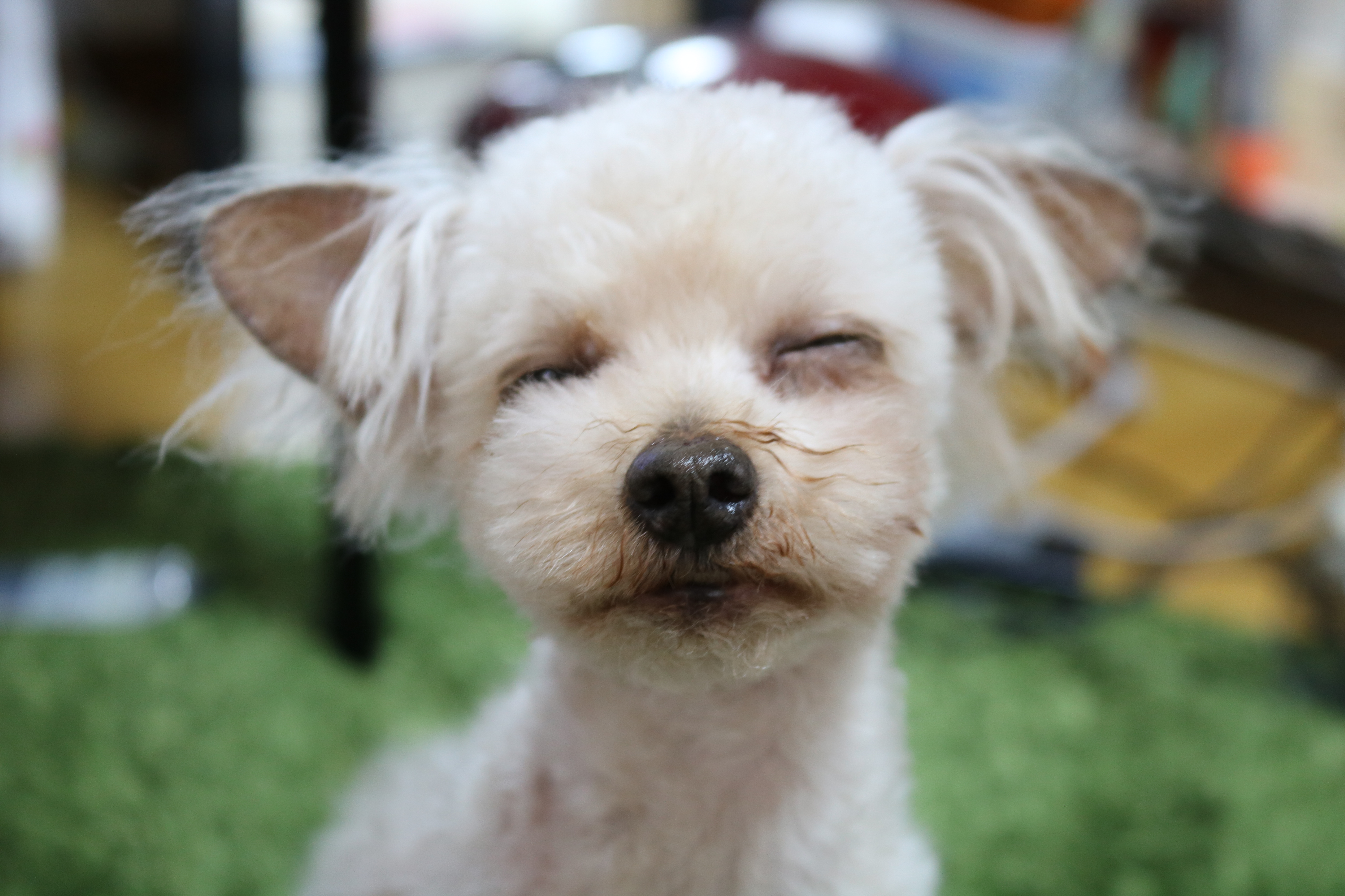 眠くて目が開かないよ Kannaさんの投稿写真 犬 愛犬フォトコンテスト イヌトミィ