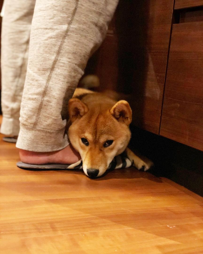 怒られた後 さくママさんの投稿写真 犬 愛犬フォトコンテスト イヌトミィ