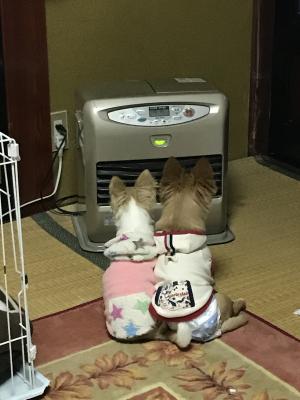 犬だけど寒さには弱い