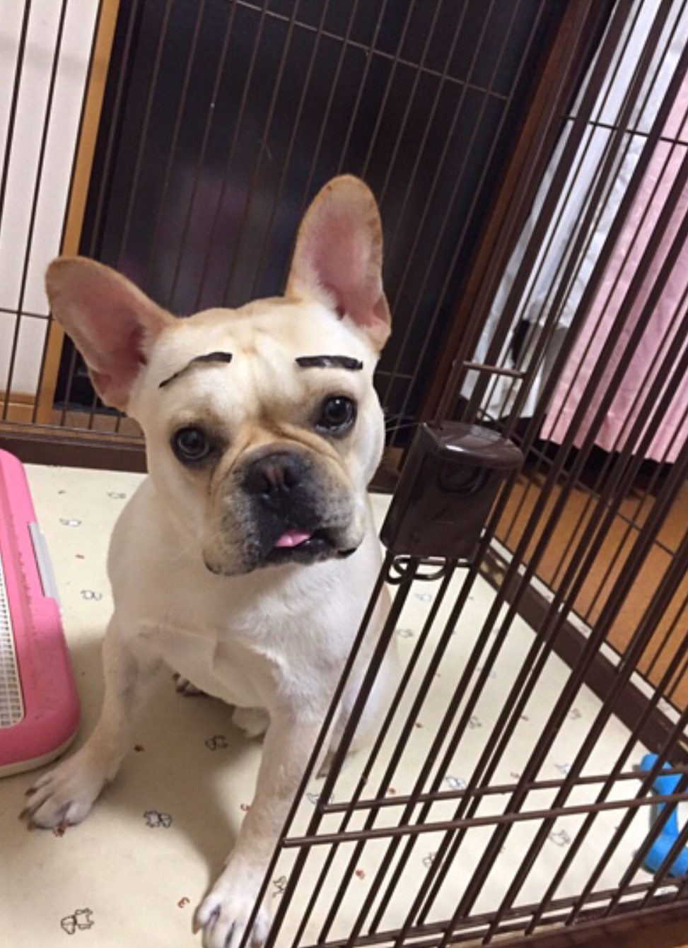 どしたの ぼくの顔みて元気だして はっきーさんの投稿写真 犬 愛犬フォトコンテスト イヌトミィ