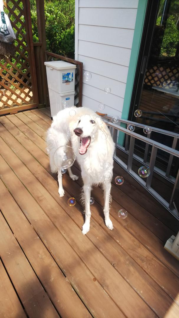 シャボン玉美味しいワン ミルジルさんの投稿写真 犬 愛犬フォトコンテスト イヌトミィ