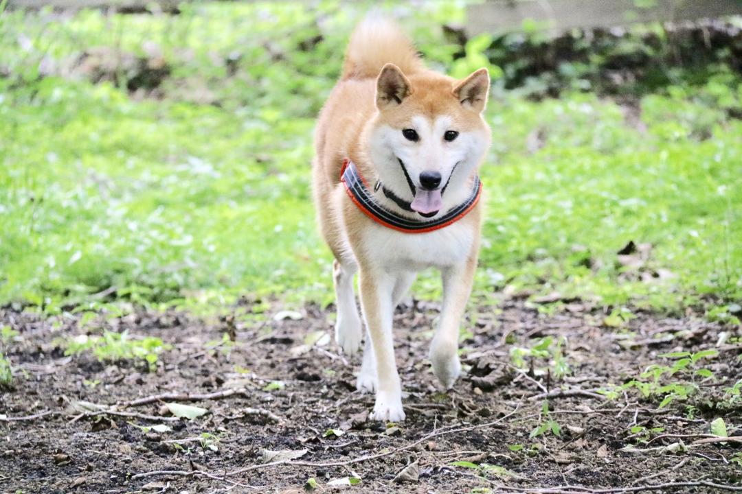 ドッグランでぶいぶい Toicoさんの投稿写真 犬 愛犬フォトコンテスト イヌトミィ